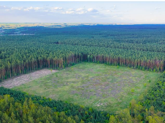 The EU Deforestation Regulation