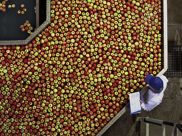 Transport apples under “Cold Treatment” conditions