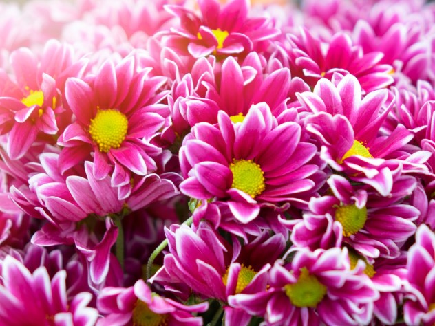 Chrysanthemum farm in Cameron Highlands